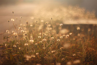 Close-up of flowers growing in field