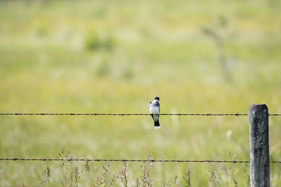 Birds perching on metal fence