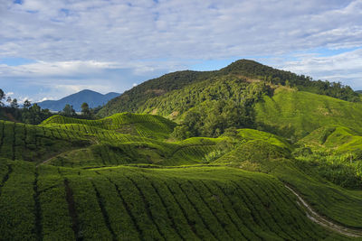 Scenic view of agricultural field against sky