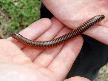 Close-up of cropped hand