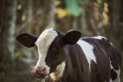 Cow standing in a field