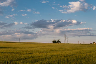 Scenic view of agricultural field against sky