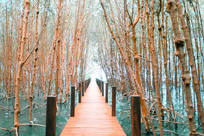 Narrow footbridge along trees in forest