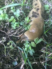 High angle view of mushroom growing in field