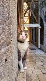 Cat sitting on wall