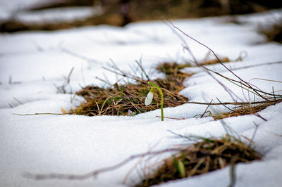 Close-up of snow