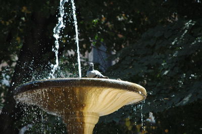 Pigeon perching on fountain