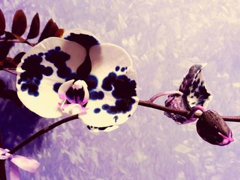 Close-up of butterfly on purple flowers
