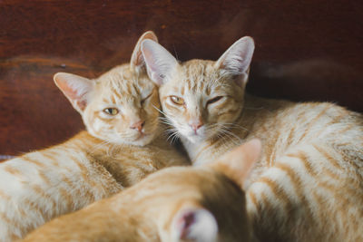 Close-up portrait of cats relaxing