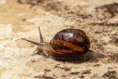 Close-up of snail on sand