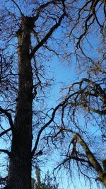 Low angle view of bare trees against clear sky