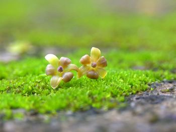 Close-up of mushrooms growing on field