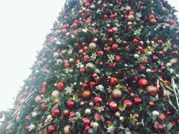 Low angle view of christmas tree
