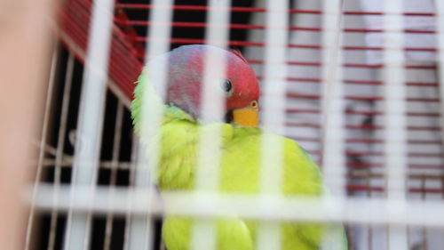 Close-up of parrot in cage