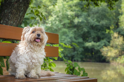 Dog sitting on bench against lake