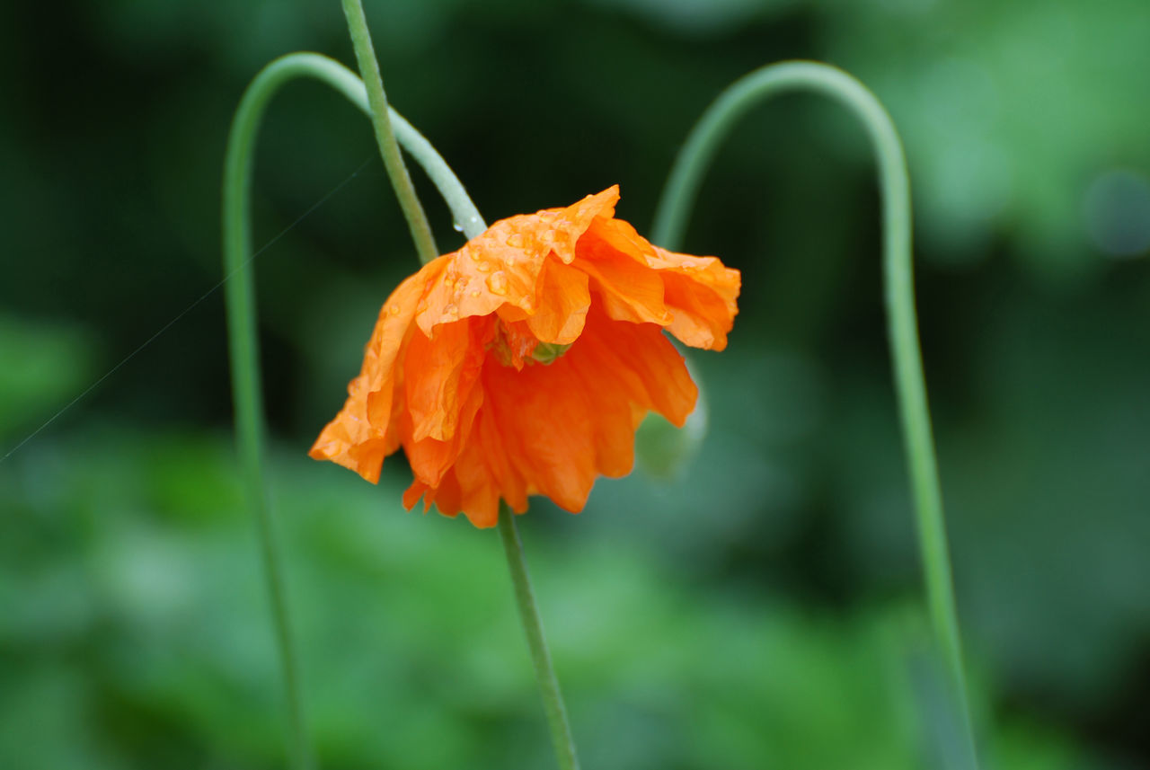 flower, plant, flowering plant, beauty in nature, freshness, orange color, petal, fragility, close-up, nature, leaf, flower head, inflorescence, macro photography, focus on foreground, growth, yellow, plant stem, green, no people, outdoors, botany, poppy, wildflower, plant part, springtime, day, selective focus