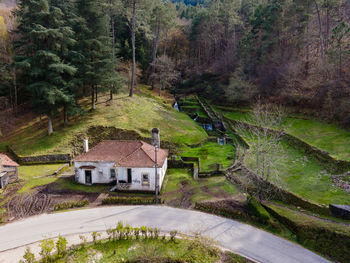 High angle view of trees in forest