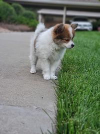 Dog looking away