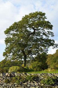 Low angle view of trees against sky