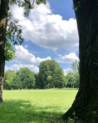 Trees on field against sky