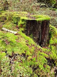 Trees growing in forest
