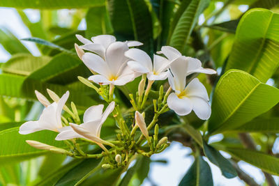 Close-up of white flowering plant