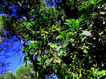 Low angle view of flowering plants against trees