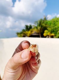 Close-up of hand holding shell
