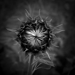 Close-up of wilted plant