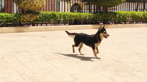 Dog guarding the palace