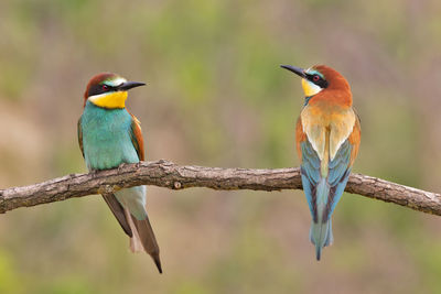 Close-up of bird perching on branch