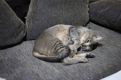 High angle view of cat sleeping on sofa