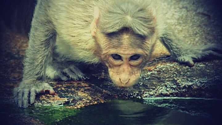 SWIMMING IN POND