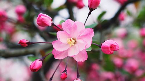 Close-up of pink flowers