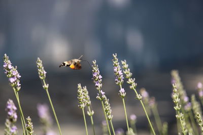 Close-up of bee pollinating flower