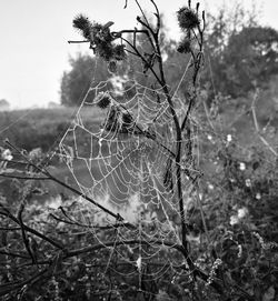 Close-up of spider web on plant