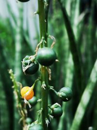 Close-up of fruit growing on tree