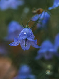 Close-up of purple flowering plant