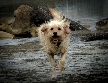 Dog running on wet sand in winter