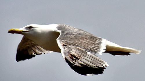 Close-up of bird