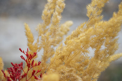 Close-up of plant