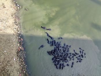 Trees in water