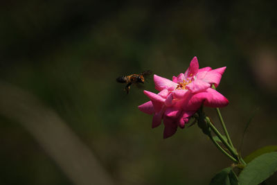 Close-up of bee pollinating on pink flower