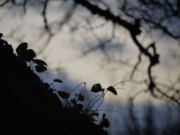 Low angle view of tree against sky