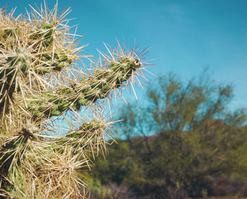 Close-up of cactus plant against sky