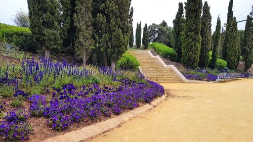 Purple flower plants on landscape against sky