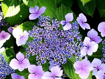 Close-up of purple flowers blooming outdoors