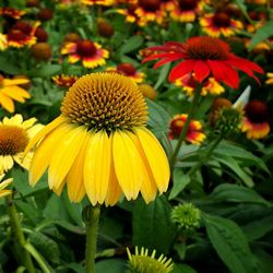 Close-up of yellow flowers blooming outdoors