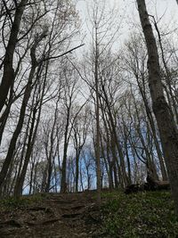 Bare trees in forest