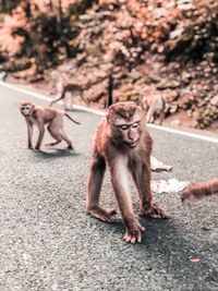 Monkeys on road